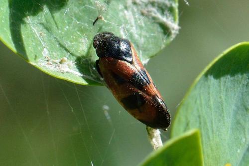 Réf. 101 643 : Haematoloma dorsata