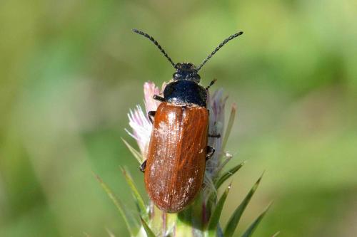 Omophlus lepturoides