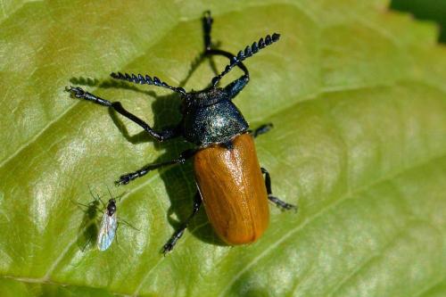 Réf. 101 593 : Labidostomis taxicornis