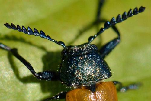 Réf. 101 636 : Labidostomis taxicornis