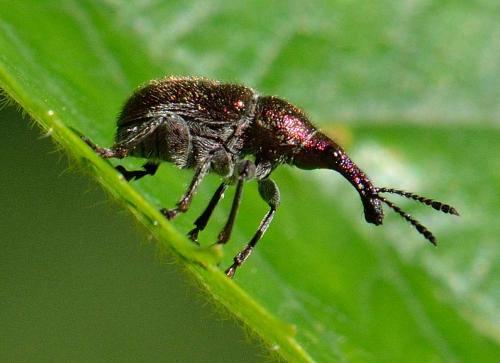 Réf. 101 555 : Rhynchites auratus