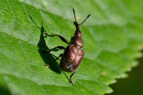 Réf. 101 556 : Rhynchites auratus