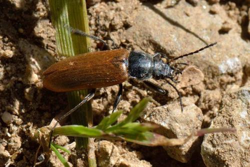 Réf. 101 699 : Megischia curvipes