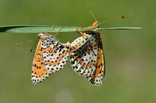 Melitaea didyma