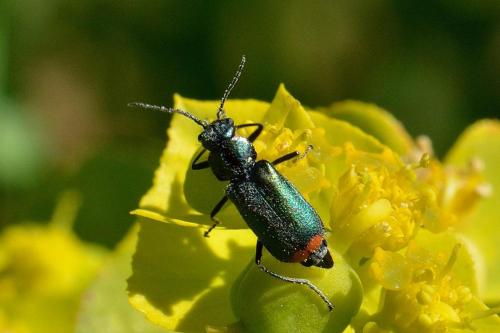 Malachius bipustulatus