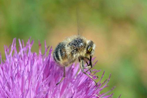Réf. 101 705 : Fallenia fasciata