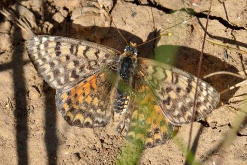 Melitaea didyma