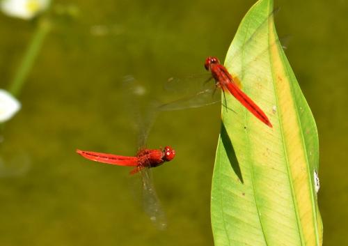 Crocothemis servilia