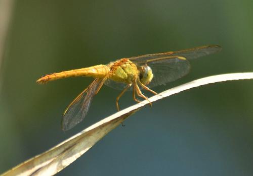 Crocothemis servilia