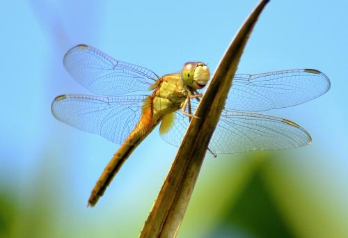 Crocothemis servilia