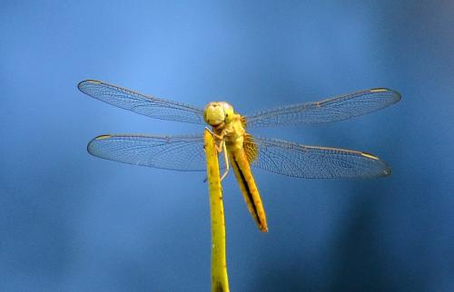 Réf. 101 076 : Crocothemis servilia
