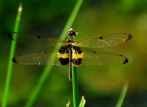 Rhyothemis phyllis