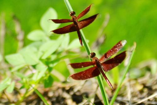 Réf. 101 331 : Neurothemis sp.