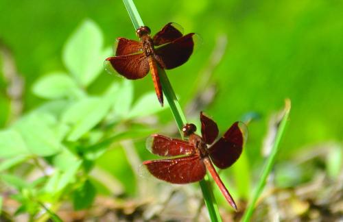Neurothemis sp.