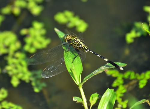 Réf. 101 093 : Orthetrum sabina