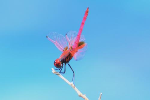 Trithemis aurora