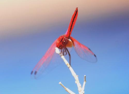 Trithemis aurora
