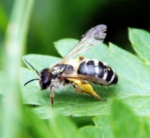 Andrena gravida