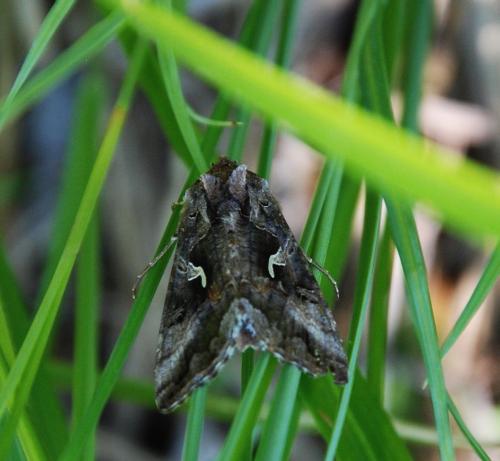 Autographa gamma