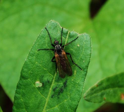Empis tessellata