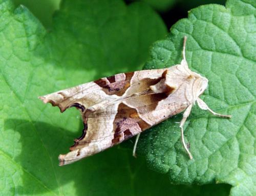 Phlogophora meticulosa
