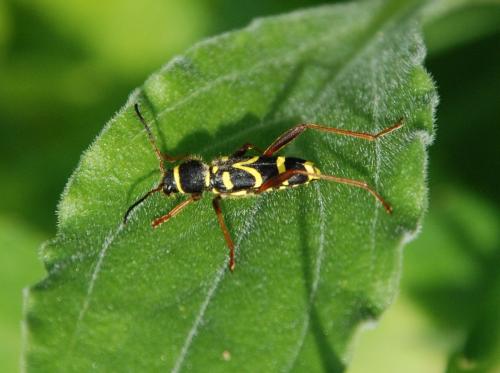 Clytus arietis