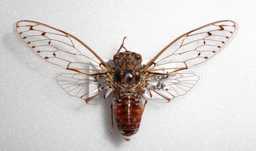 Cicada orni