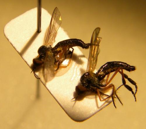 Empis nigritarsis