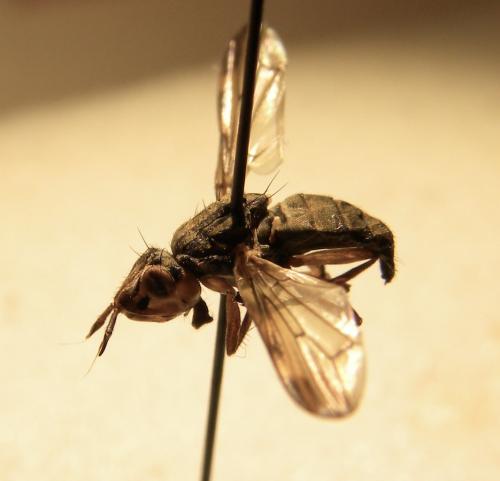 Dorycera sp.
