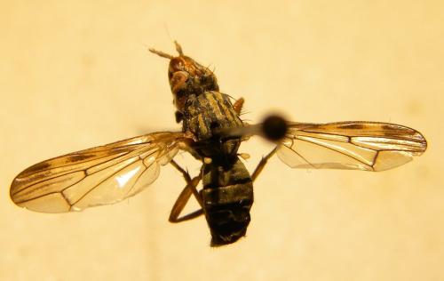 Dorycera sp.