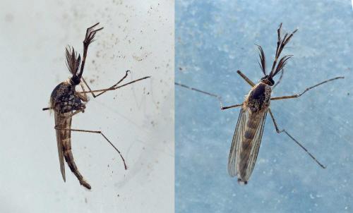 Réf. 101 549 : Aedes sp.