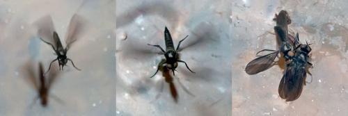 Hilara sp.