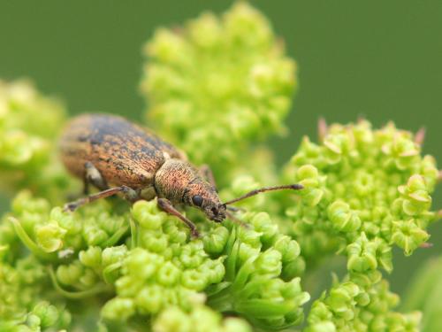 Phyllobius pyri