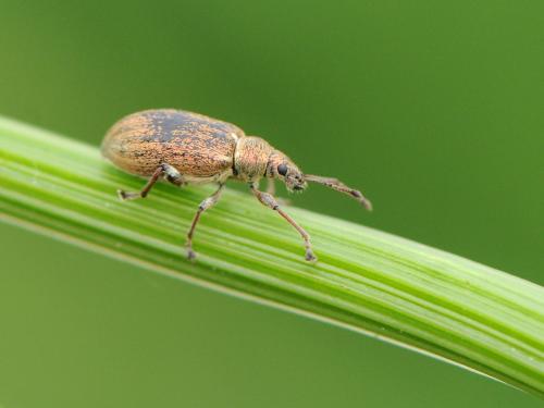 Réf. 101 448 : Phyllobius pyri