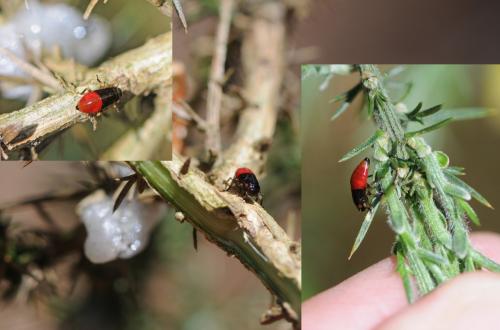 Cercopis sp.