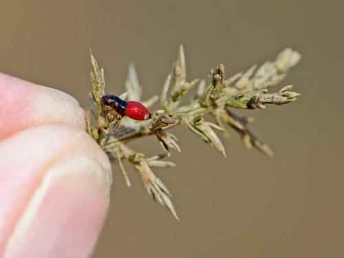 Cercopis sp.
