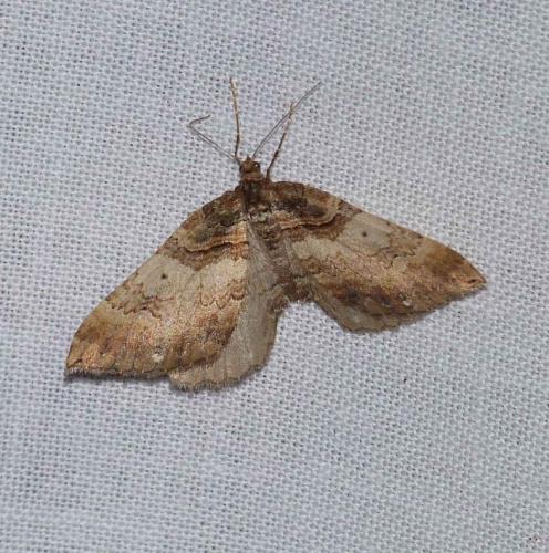 Réf. 101 528 : Earophila badiata