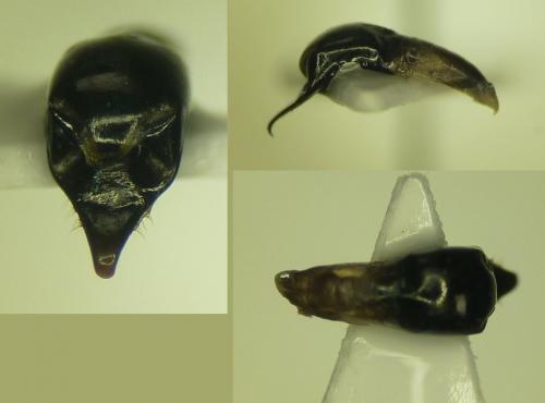 Cryptocephalus aureolus