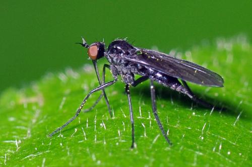 Rhamphomyia sp.