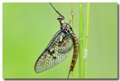 Ephemera vulgata