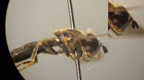 Pipizella sp.