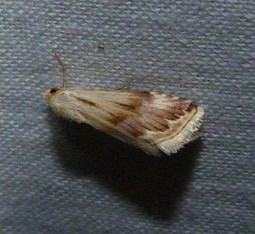 Réf. 101 841 : Eublemma ostrina