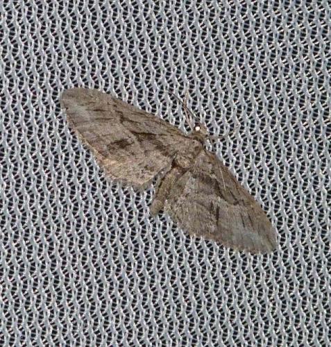 Eupithecia sp.