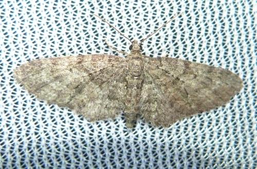 Eupithecia sp.