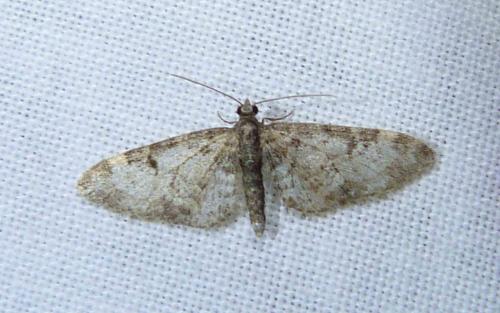 Réf. 101 174 : Eupithecia irriguata