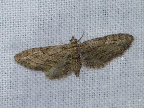 Eupithecia oxycedrata