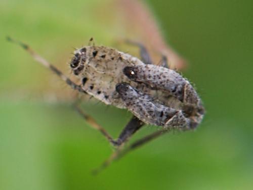 Deraeocoris punctum
