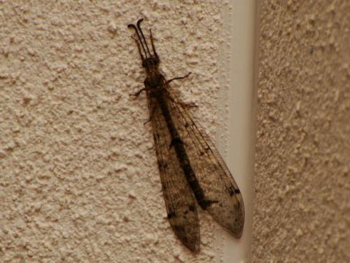 Réf. 101 724 : Distoleon tetragrammicus