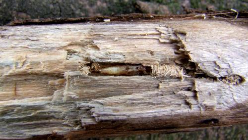 Réf. 101 798 : Stenostola ferrea