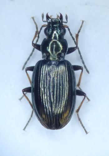 Réf. 101 612 : Bembidion geniculatum geniculatum